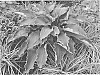 Hosta%20hybrid%20%28Tratt.%29%20%27Tears%20in%20Heaven%27
