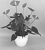 Anthurium%20andraeanum%20L.%20%27ANTHGERXAM%27