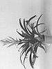 Tillandsia%20sp.%20%27Ziva%27