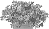 Calibrachoa%20parviflora%20%27Docalalnaca%27