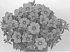 Calibrachoa%20parviflora%20%27Docalblotipi%27