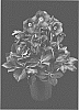 Helleborus%20niger%20X%20Helleborus%20x%20hybridus%20%27COSEH%208100%27