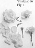 Rosa%20hybrida%20%27Poulcas056%27