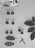 Prunus%20avium%20%27Jonred%20IV%27