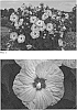 Hibiscus%20hybrid%20%28L.%29%20%27Spinderella%27