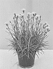 Dianthus%20x%20allwoodii%20hort.%20%27WP19%20VAL01%27