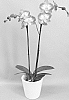 Phalaenopsis%20hybrid%20%27PHALIPUE%27
