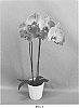 Phalaenopsis%20hybrid%20%27PHALHAKAK%27