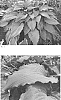 Hosta%20hybrid%20%28Tratt.%29%20%27Wind%20Beneath%20My%20Wings%27