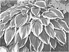 Hosta%20hybrid%20%28Tratt.%29%20%27Drop-dead%20Gorgeous%27