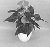 Anthurium%20andraeanum%20L.%20%27ANTHGOTELI%27