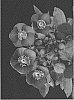 Helleborus%20x%20ericsmithii%20X%20Helleborus%20x%20hybridus%20%27COSEH%206100%27
