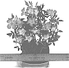Rosa%20hybrida%20%27WEKrahatjacor%27