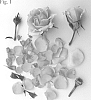 Rosa%20hybrida%20%27Poulpar124%27