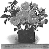 Rosa%20hybrida%20%27WEKpupmobalip%27