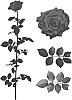 Rosa%20hybrida%20%27ESM%20R325%27
