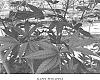 Cannabis%20hybrid%20%27HAPPY%20PINEAPPLE%27