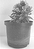 Phlox%20paniculata%20%27Versluck%27