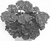 Pelargonium%20x%20hortorum%20X%20Pelargonium%20peltatum%20%27Pactiovio%27