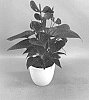 Anthurium%20andraeanum%20L.%20%27ANTHUQCLO%27