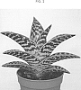 Gonialoe%20variegata%20%27AMIAL1823%27