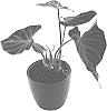 Philodendron%20verrucosum%20%27PPIPVE007%27