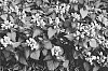 Lamium%20maculatum%20%27Nonnogardk%27