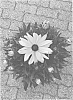 Rudbeckia%20hirta%20L.%20%27BullRudi%2007%27