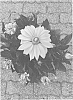 Rudbeckia%20hirta%20L.%20%27BullRudi%2008%27