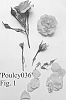 Rosa%20hybrida%20%27Poulcy036%27