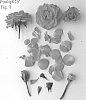 Rosa%20hybrida%20%27Poulty025%27