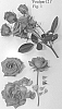 Rosa%20hybrida%20%27Poulpar121%27
