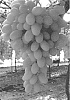 Vitis%20vinifera%20%27Itumfive%27