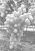 Vitis%20vinifera%20%27Itumseventeen%27
