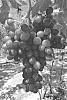 Vitis%20vinifera%20%27ITUMEIGHTEEN%27