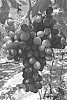 Vitis%20vinifera%20%27ITUMEIGHTEEN%27