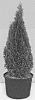 Thuja%20occidentalis%20%27Thusid4%27
