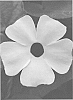 Thunbergia%20alata%20%27VOLTHU%209327%27