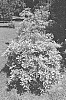 Ternstroemia%20gymnanthera%20%27Carolina%20Sunset%27