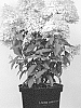 Hydrangea%20paniculata%20%27LC%20NO6%27