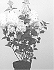 Hydrangea%20paniculata%20%27LC%20NO11%27