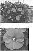 Hibiscus%20hybrid%20%28L.%29%20%27Evening%20Rose%27