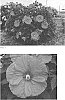 Hibiscus%20hybrid%20%28L.%29%20%27Evening%20Rose%27