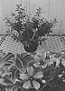 Catharanthus%20roseus%20%27Sunfs%2082311%27
