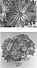 Chrysanthemum%20x%20morifolium%20%27CIDZ0100%27
