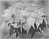 Euphorbia%20pulcherrima%20Willd.%20%27Dopoinfro%27