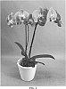 Phalaenopsis%20hybrid%20%27PHALHAISWE%27