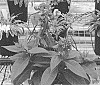 Phlox%20paniculata%20%27Dophlflacoim%27