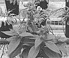 Phlox%20paniculata%20%27Dophlflacoim%27