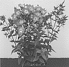 Phlox%20paniculata%20%27Dophlflalipiim%27